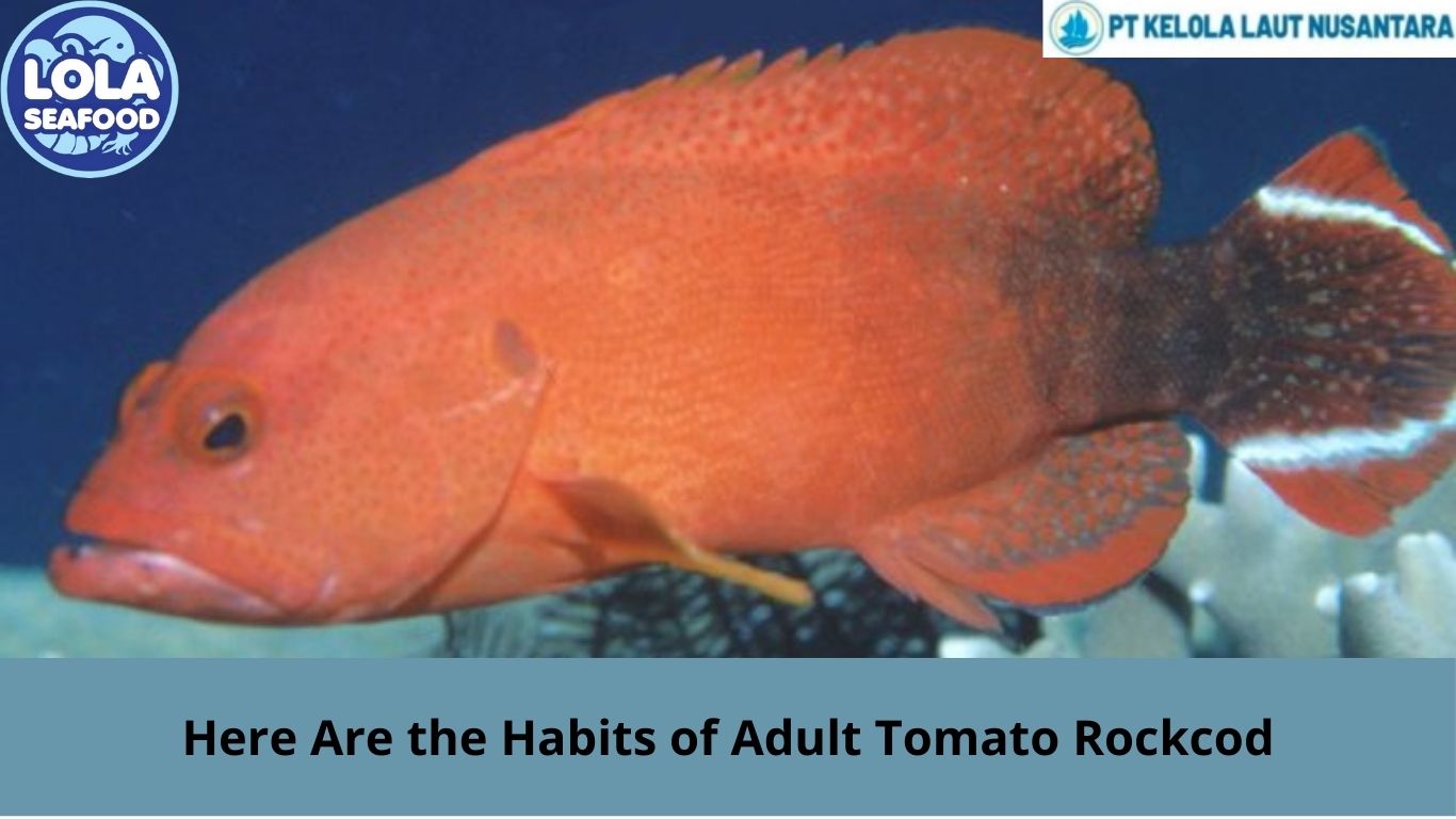 Here Are the Habits of Adult Tomato Rockcod